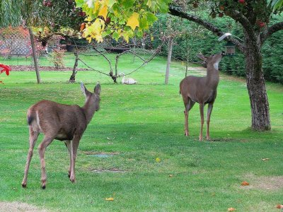 Snacking at the Birdfeeder