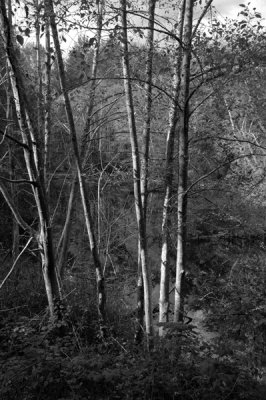 * Cowichan River Dyke: October 2, 2010