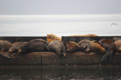 10 California and 2 Steller Sea lions.JPG