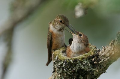 1st Feeding Time<br>George Blumel