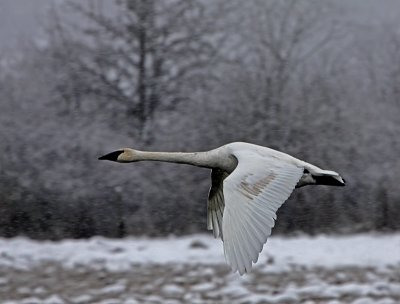 g1/54/364954/3/130537118.YSdcvJns.jpg