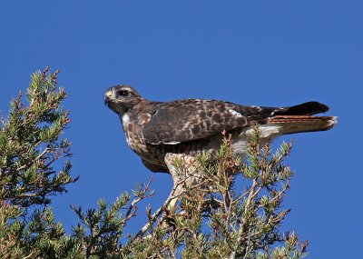 Treetop Hawk - Racine Erland<br>CAPA Fall 2010<br>Nature: 21 Points tied
