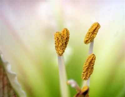 Amaryllis_Close-up.jpg