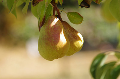 Pears