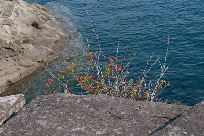 Bush Berries on Coastal Rocks