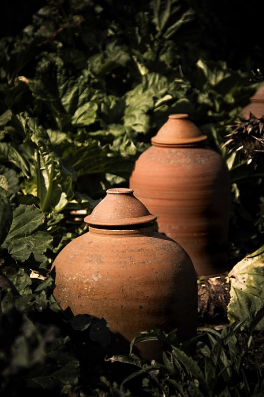 Rhubarb forcers