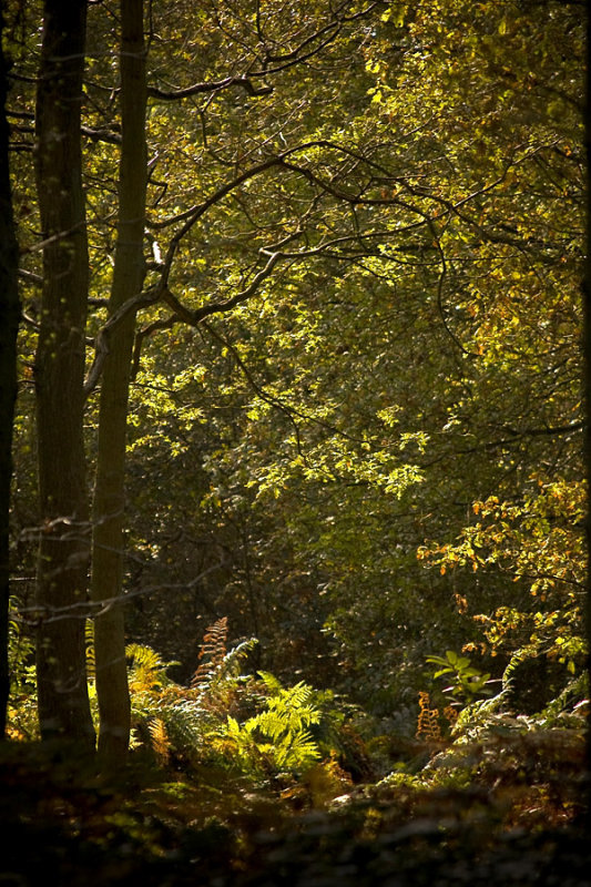Woodland light