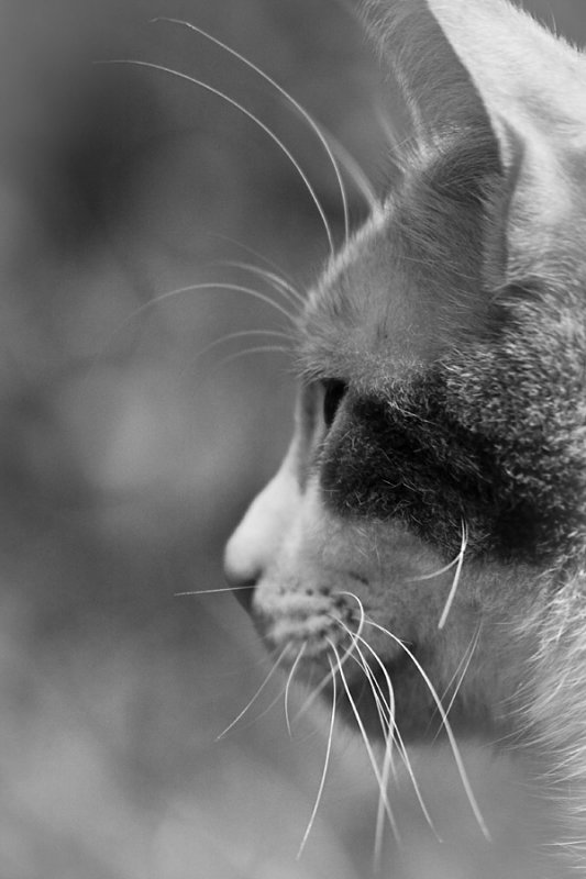 Whiskers