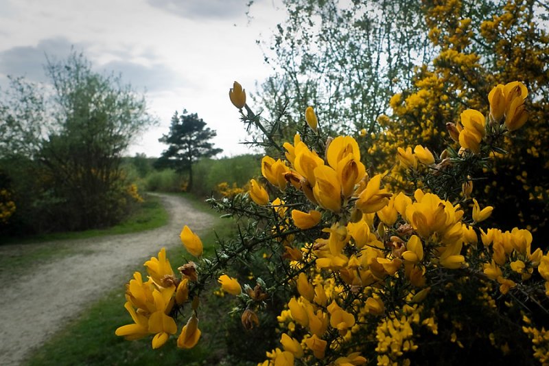 22 Apr... Mellow yellow afternoon