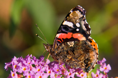 Red Admiral 1