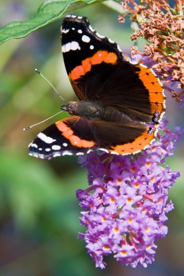 Red Admiral 2