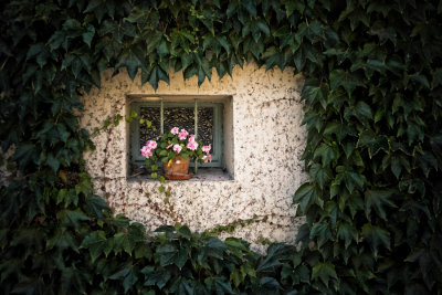 23 Sep... Ivy window