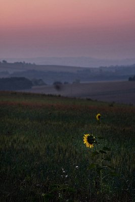 25 Sep... Sunflower at dawn