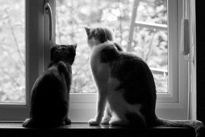 Friends
