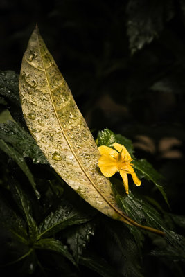 Yellow flower