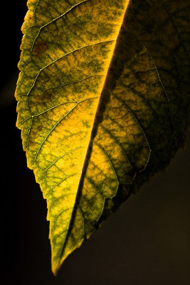 2 Nov... Veined leaf