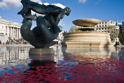 Poppies in the fountain