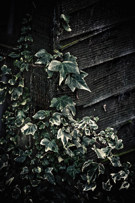 Old ivy