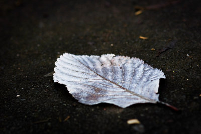 12 Dec... Frosty leaf