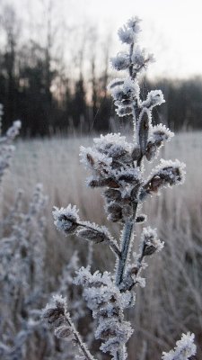 30 Dec... A cold and frosty morn