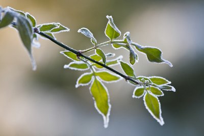 10 Jan... Frosty