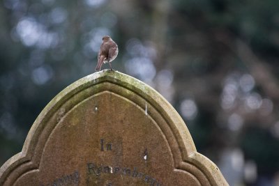 Robin on headstone