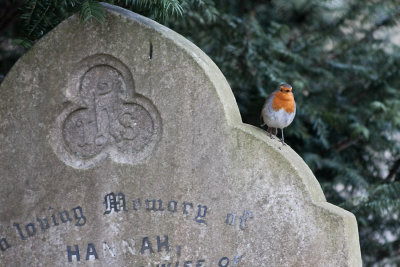 Robin on headstone 2