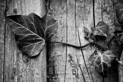 14 Mar... Ivy and wood
