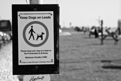 Dogs on leads