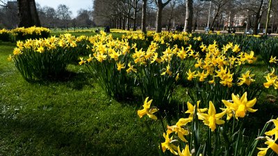 16 Mar... A sea of daffodils