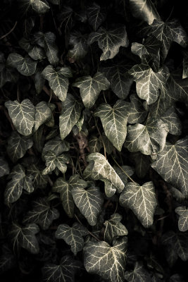 21 Mar... Dark ivy