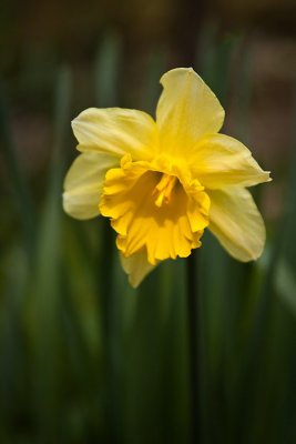 Daffodil