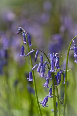 Bluebells