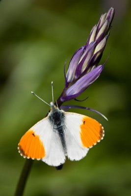 Orange Spot and Bluebell