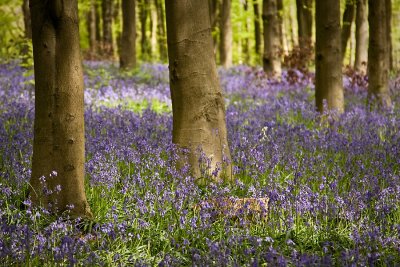 30 Apr... Tiptoe through the bluebells