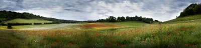 Poppy panorama 1