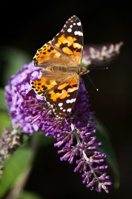 Fritillary 2.jpg