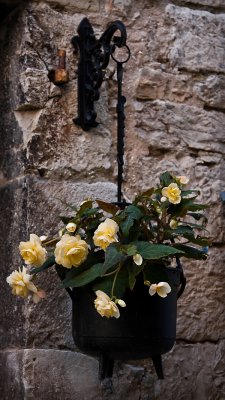 Yellow roses