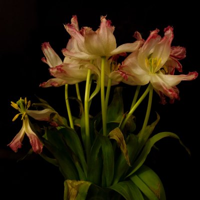 8 Mar... Faded tulips