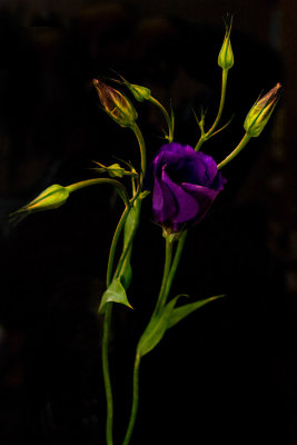 9 Mar... Purple rose