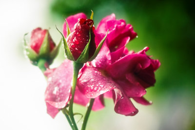 26 May... Red rose
