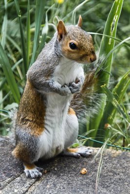 1 Jun... Mr Squirrel