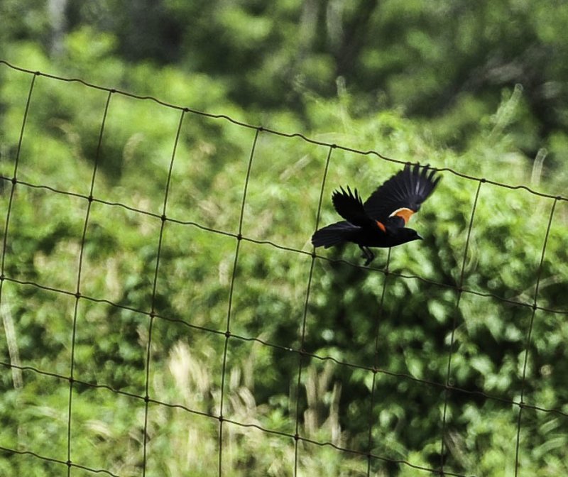 Redwinged Black Bird
