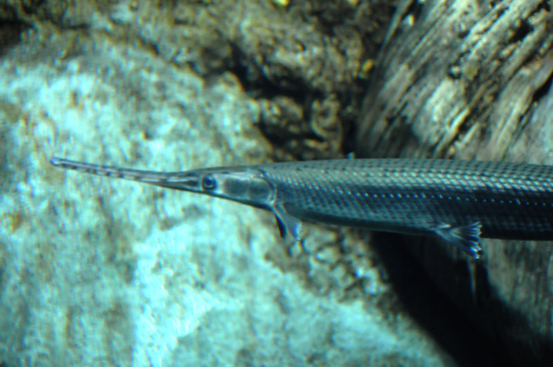 long nose gar fish