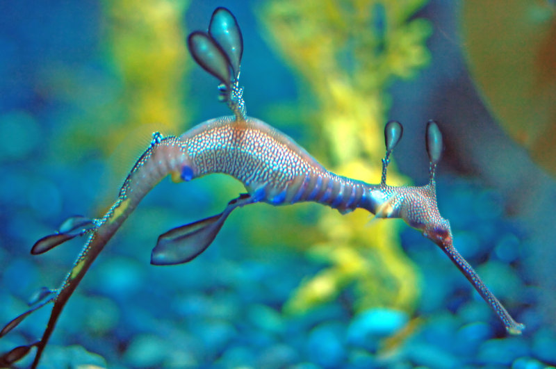 It is not a sea horse!
