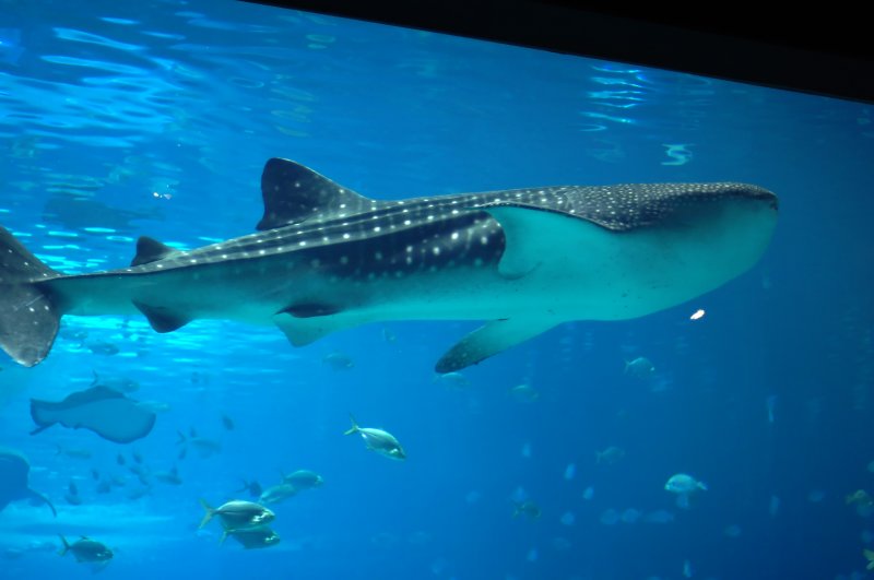 The Largest Fish on Earth