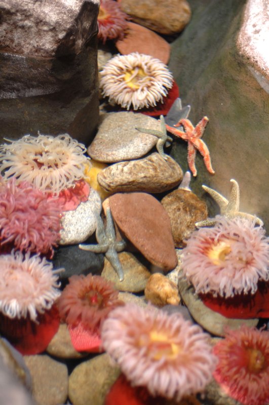 Coral and Star Fish