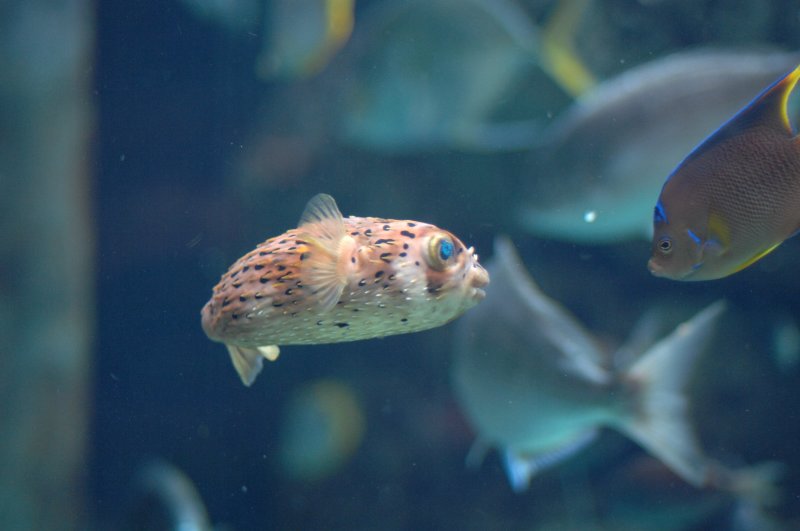 Blow Fish