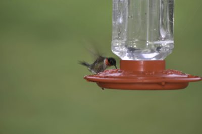 Male Hummingbird