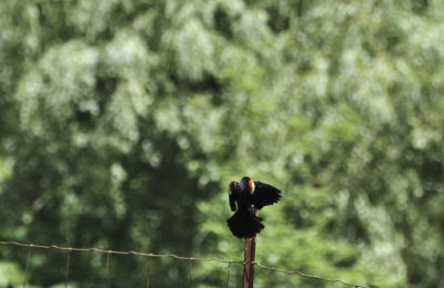 Redwinged Black Bird